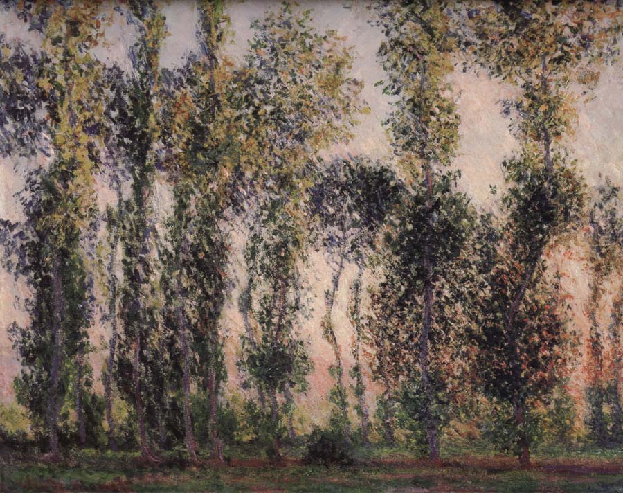 Poplars at Giverny